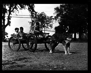 Dogs: children and dog cart