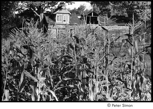 View of barn through corn stalks, Packer Corners commune
