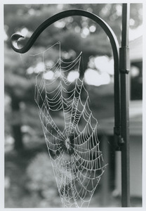 Web on bird feeder pole