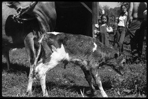 New born Jersey calf, Montague Farm Commune