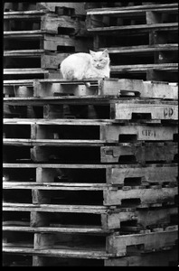 Cat seated on a stack of pallets, relaxed, looking left
