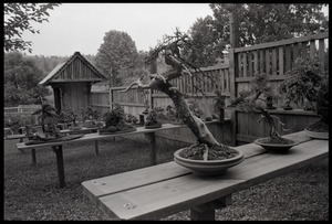 Garden with display of bonsai trees