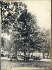 Tree Number Twenty-Eight in the Boston Common