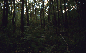 Paper birch regeneration study - Birch Strips. Cut strip 3.0 ferns in mid-slope.