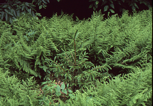 Red spruce seedling in hay-scented fern on Taconic Crest Trail in Pownal, VT. Close-up.