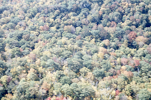 Aerial oblique view of Carriage Road Trail in old pasture on 14 October 1971.