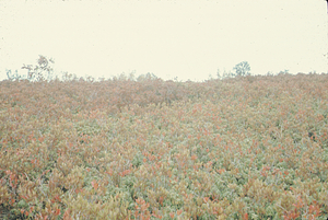 Taconic heath bald off Route 2 near Plot 1205.