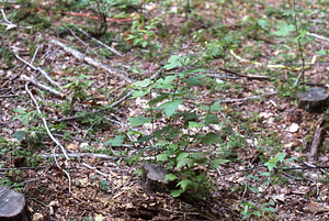 NSF-URP Coppice Woodlot Study. Red maple stump sprout 5 weeks after cutting.