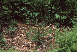 Red spruce seedling in hay-scented fern on Taconic Crest Trail in Pownal, VT.