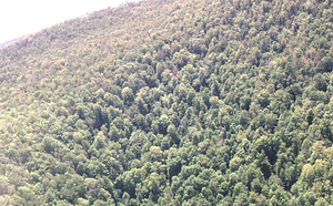 Aerial oblique view of south face of Moon Hollow headwall on 28 May 1972 in the Hopkins Forest.