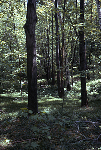 Sugar maple with Pennsylvania sedge glade at Permanent Plot 0604.
