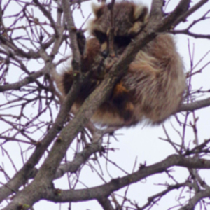 Raccoon in tree!