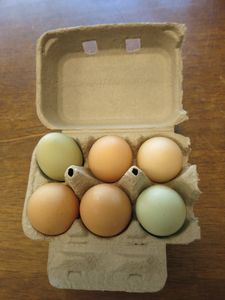Cottage Street eggs (open)