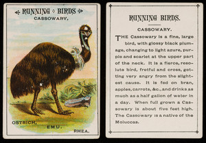 Running birds, cassowary, location unknown, undated