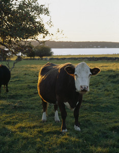 Cow, Watson Farm, Jamestown, R.I.