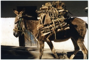 Burro carrying load of firewood