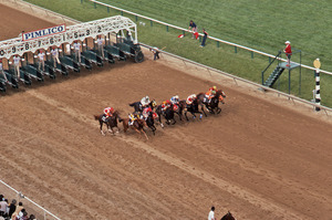 Horses taking off from the starting gate