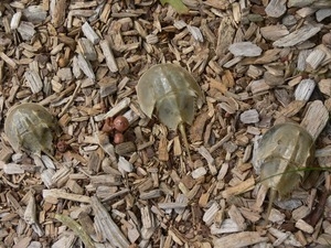 Limulus (horseshoe crab) carapaces laid out on woodchips, Wellfleet Bay Wildlife Sanctuary