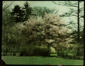 Garden in Spring, flowering tree behind bushes and archway
