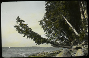 Arbor vitae, Lake Champlain (old tree leaning over beach)