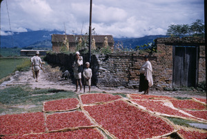 Chiles drying in Nepal