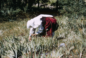 Weeding in the garden