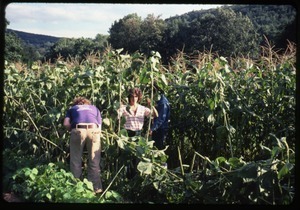 Nina Keller (facing the camera) and Charles Light (back to camera) in a mature cornfield, Montague Farm commune