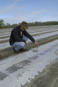 Lazy Acres Farm (Zuchowski Farm): Allan Zuchowski inspecting newly planted corn