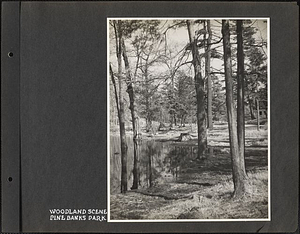 Woodland scene, Pine Banks Park: Melrose, Mass.