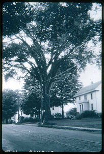 Main Street, 37, Roby Elm Tree