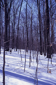 Mature red oaks and beech understory in International Biological Programme (IBP) Plot - U.S. Forest Service Farm Forestry Unit A South