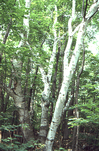 Large, open-grown paper birch (Betula papyrifera) west of Carriage Road Trail near meteorological meadow in grid cell 1137.