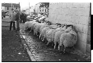 Fair Day in Castlewellan, Co. Down. Flock of sheep huddled against a wall