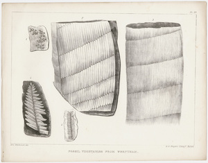 Orra White Hitchcock plate, "Fossil vegetables from Wrentham," 1841