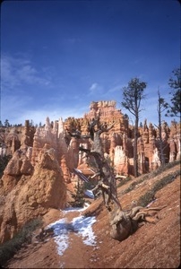 Crimson-colored hoodoos and spare trees