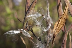Mikweed (Asclepias) seeds, Wellfleet Bay Wildlife Sanctuary
