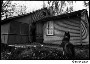 A dog (Montague) watches Raymond Mungo enter the house, Packer Corners Commune