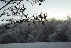 Sun setting behind ice-covered trees