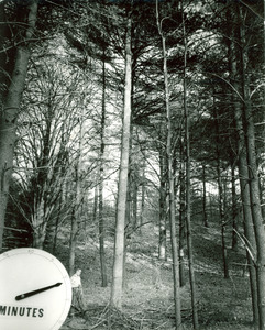 Forestry and Wildlife Management - Pruning trees