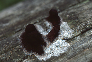 Close-up of chocolate tube slime (Stemonitis sp.) on log in Moon Lot - Primmer Farm.
