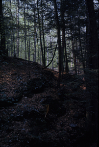 Eastern hemlock stand above Diana's Bath on South Branch Birch Brook.
