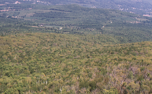 Aerial oblique view saddle-prominent defoliation in North Branch of Birch Brook on 28 May 1972 in the Hopkins Forest.