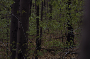 Anne Forrestel (Class of 1972) Phenology Research Bottom Site, Middle Branch Birch Brook.