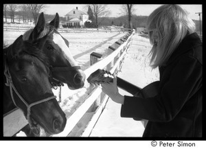 Karen Helberg playing guitar for two horses in a snowy paddock