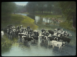 Cattle crossing a shallow stream