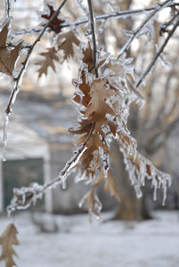 Close-up of leaves and twigs covered in thick ice