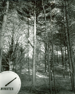 Forestry and Wildlife Management - Pruning trees
