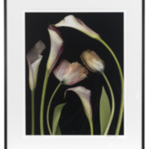 Tulips and Callas
