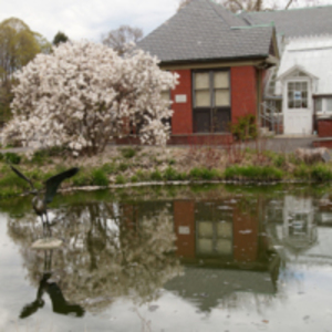 Great Blue Heron Bronze Sculpture