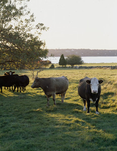 Cows, Watson Farm, Jamestown, R.I.